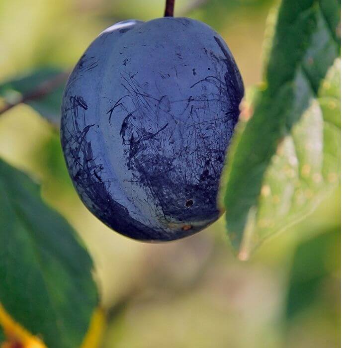 Davidson's plum