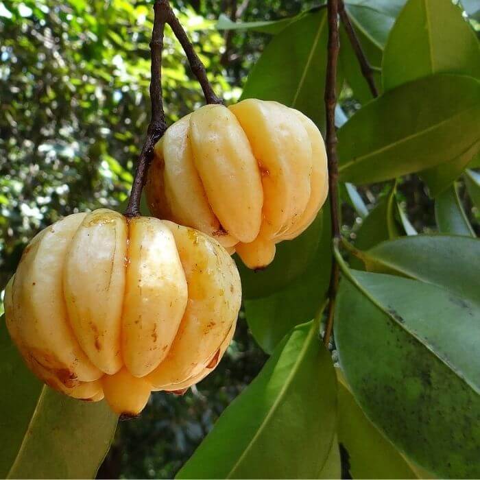 Garcinia cambogia