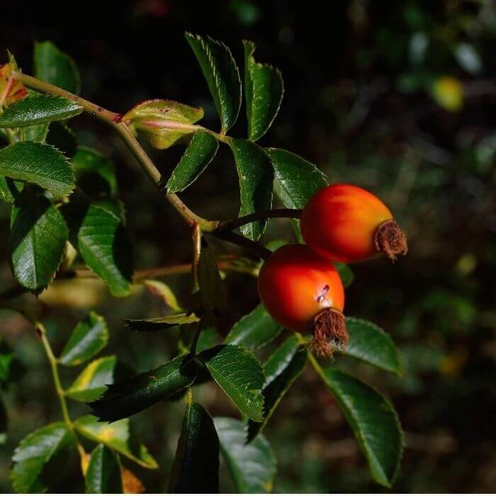 Goji berries