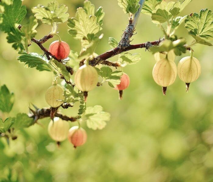 Gooseberries