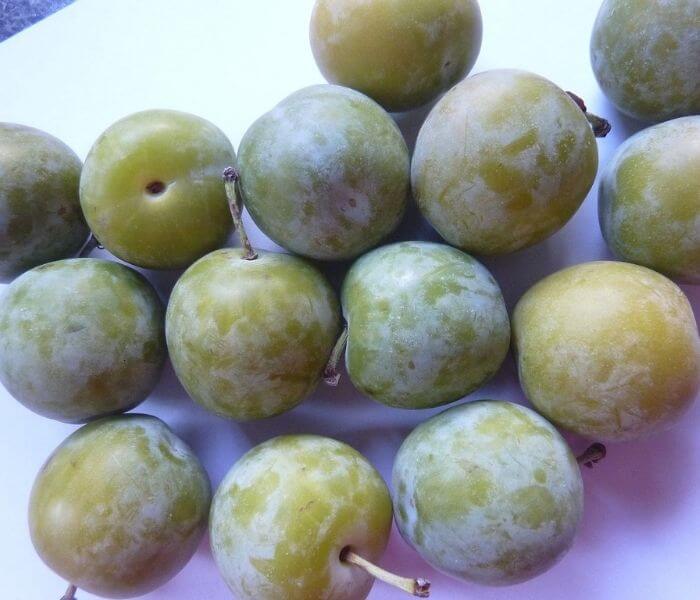 Greengage fruit