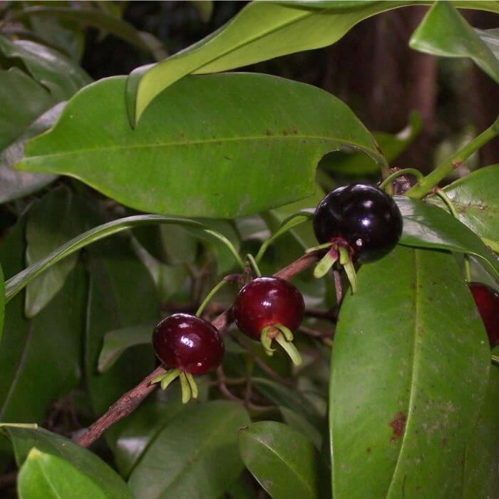 Grumichama fruit