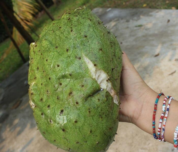 Guanabana fruit