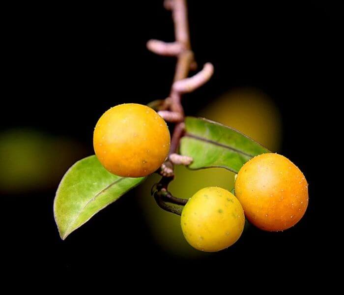 Guavaberry fruit