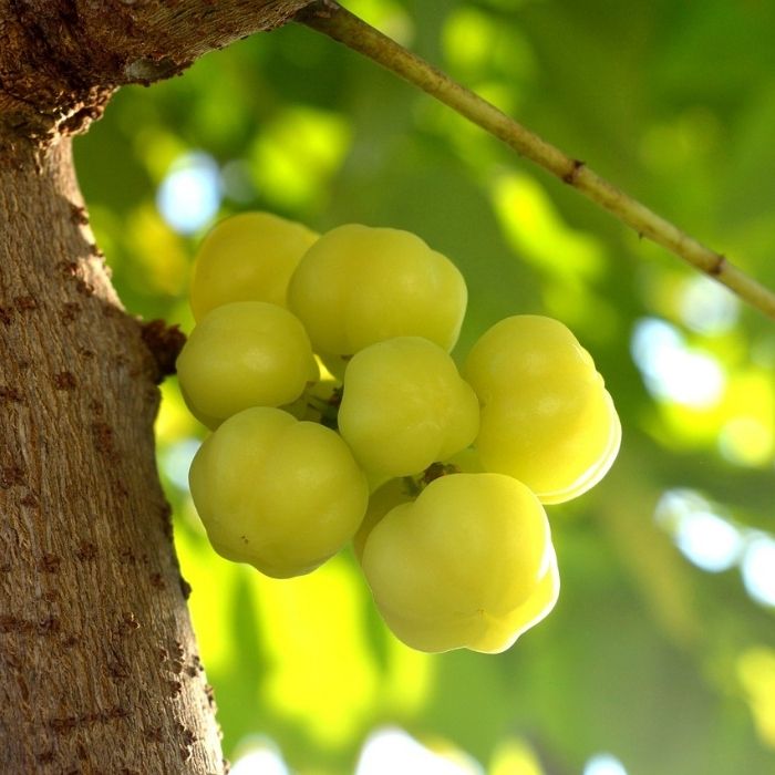 Otaheite gooseberry