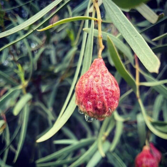 desert fruit