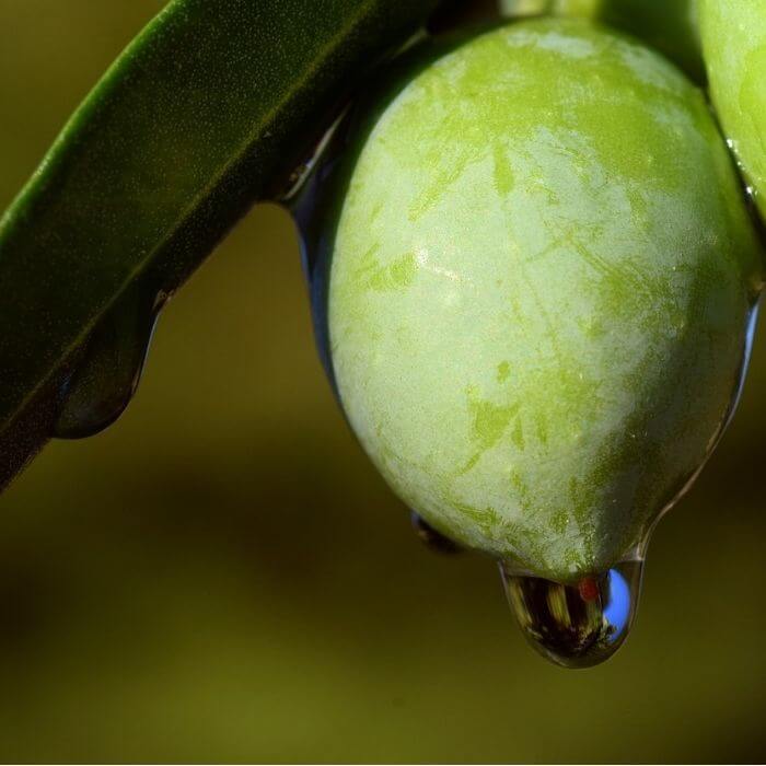 fruits starting with o