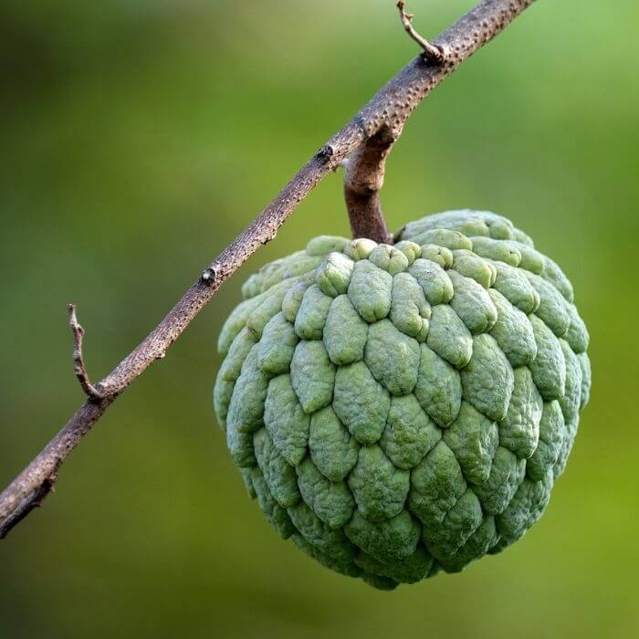 fruits that start with letter s