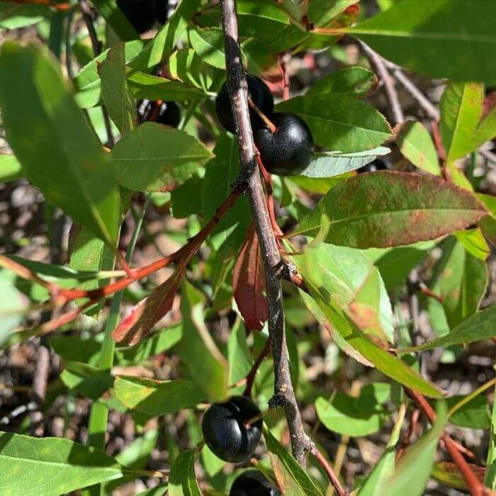 sand cherry