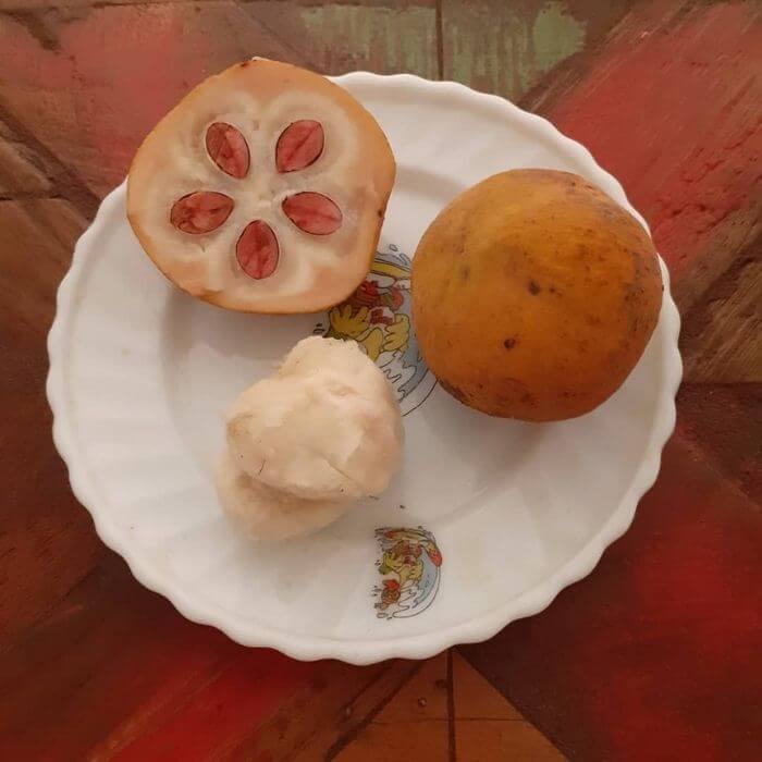 santol fruit