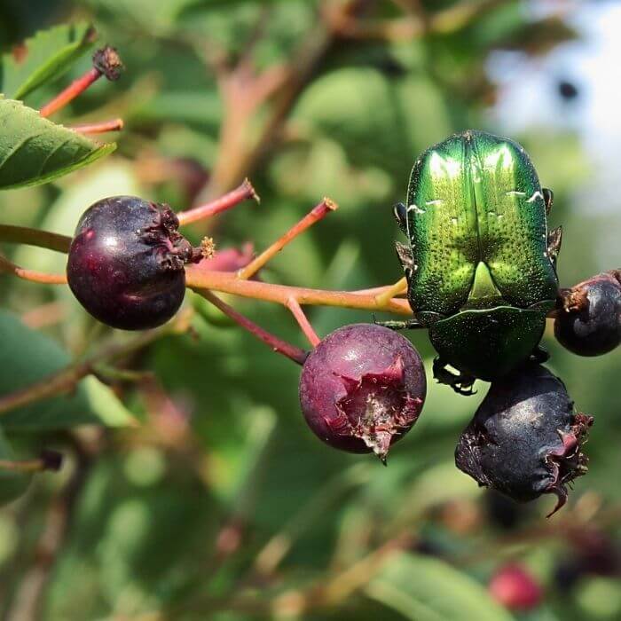 serviceberry