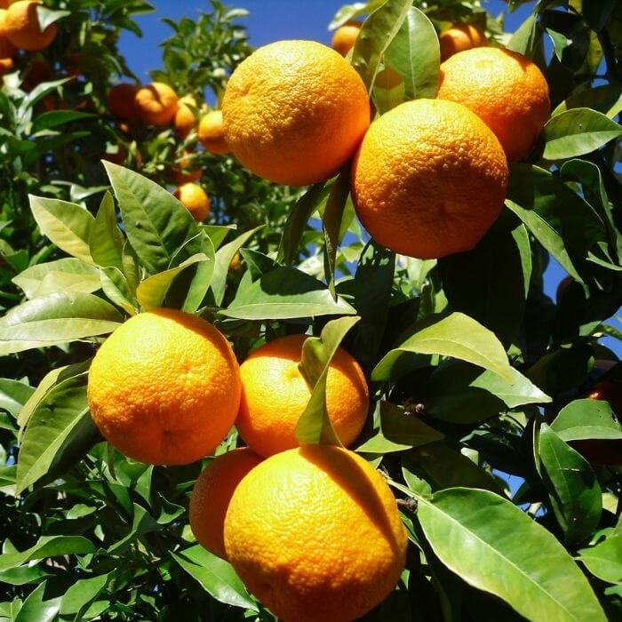 seville oranges