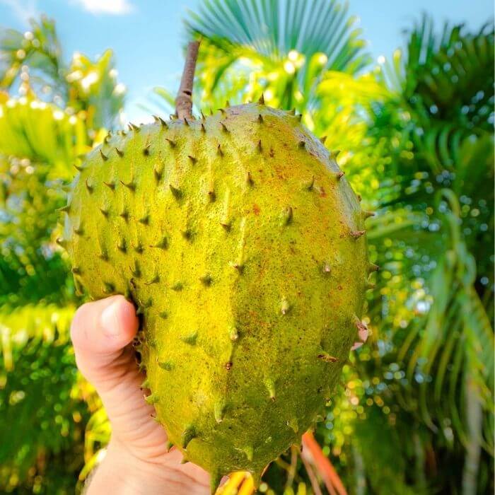 soursop