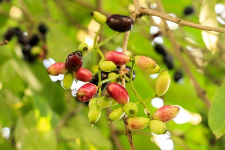 Jambolan fruit