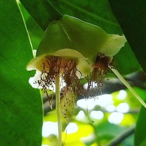 jambu fruit 