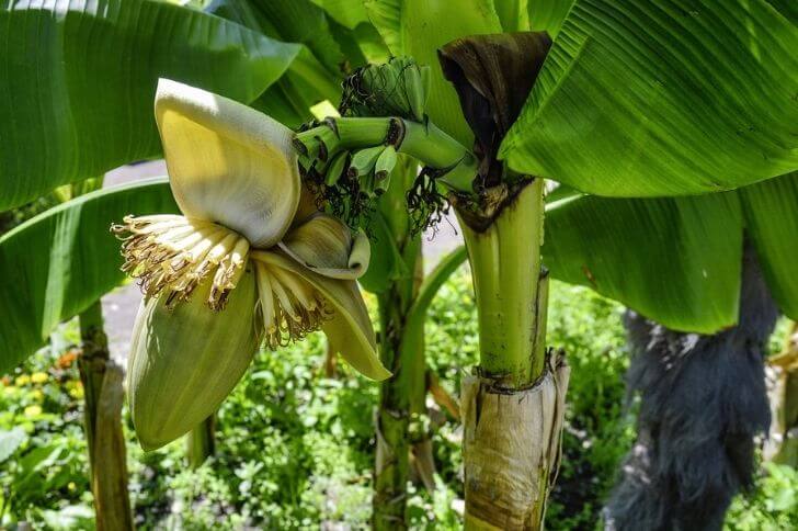 Japanese fiber banana