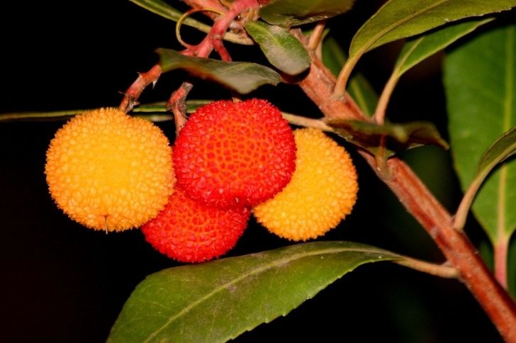 madrono fruit 