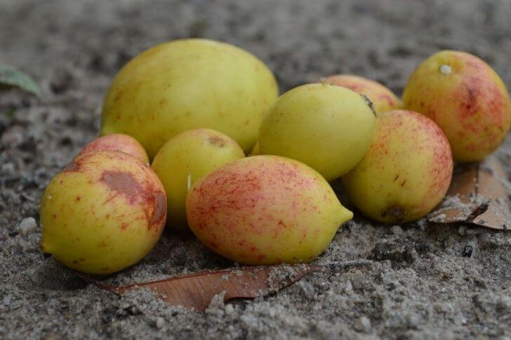 Mangaba fruit