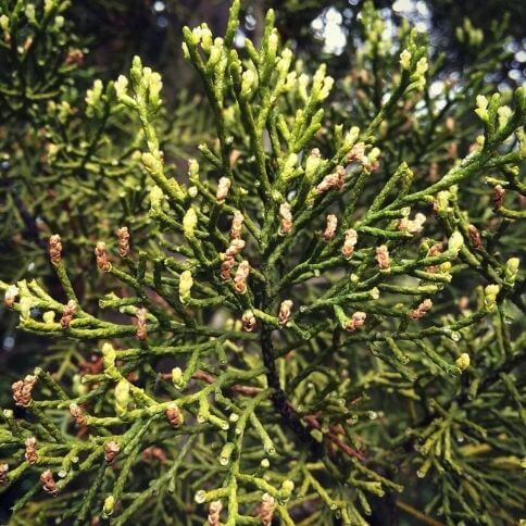 Manoao fruit