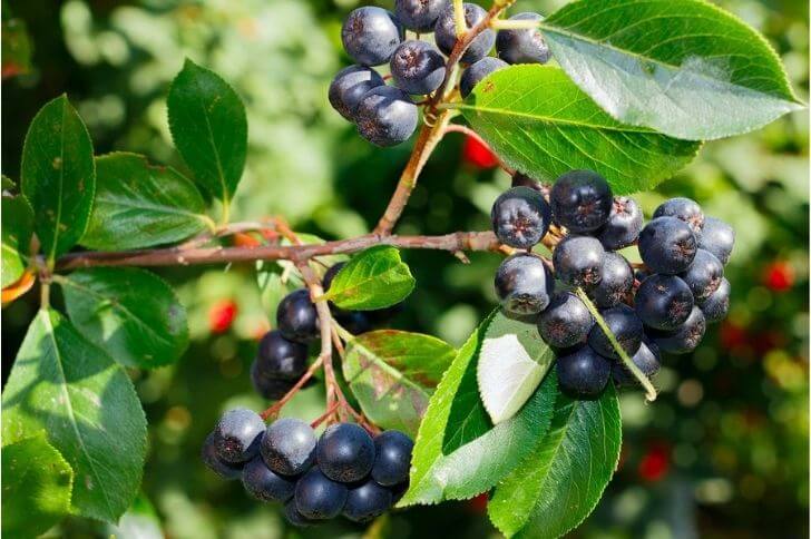 Maqui fruit