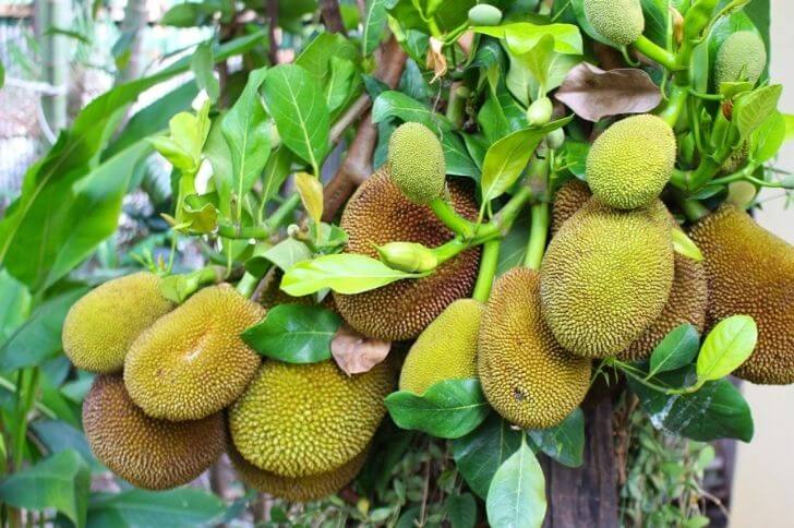 Marang fruit