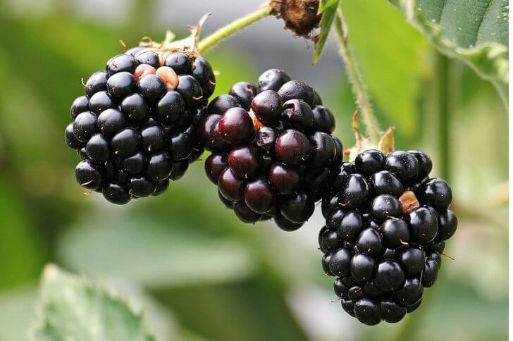 Marionberry fruit