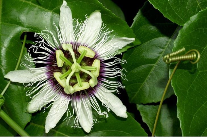 Maypop fruit