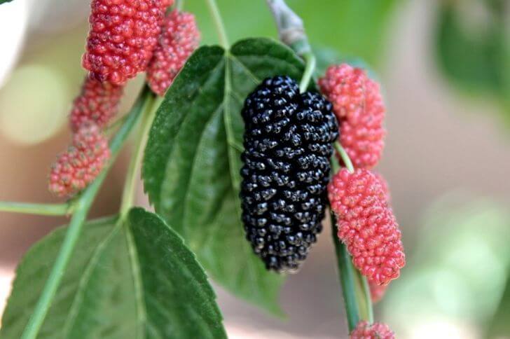 Mulberry fruit