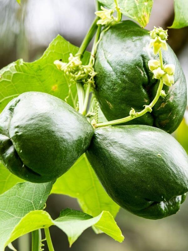 chayote fruits