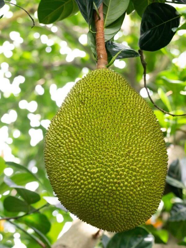 Durian