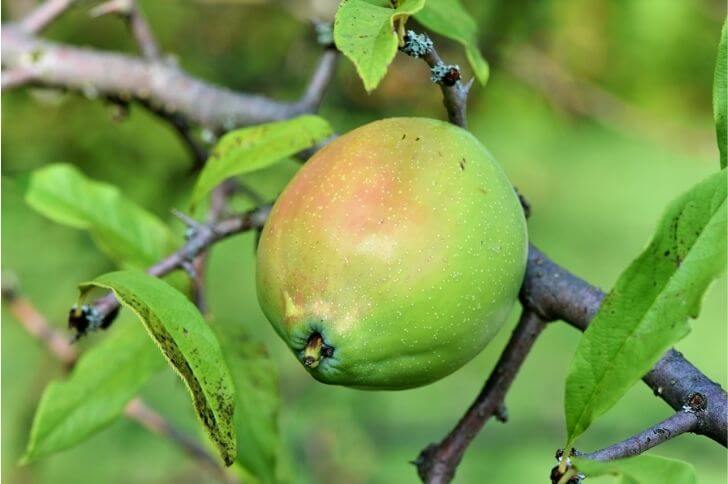 fruit starting j 