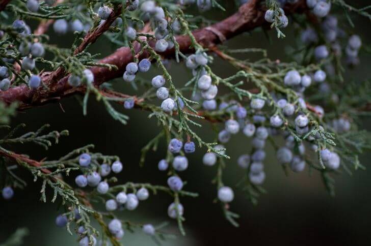 fruits that start with j english name