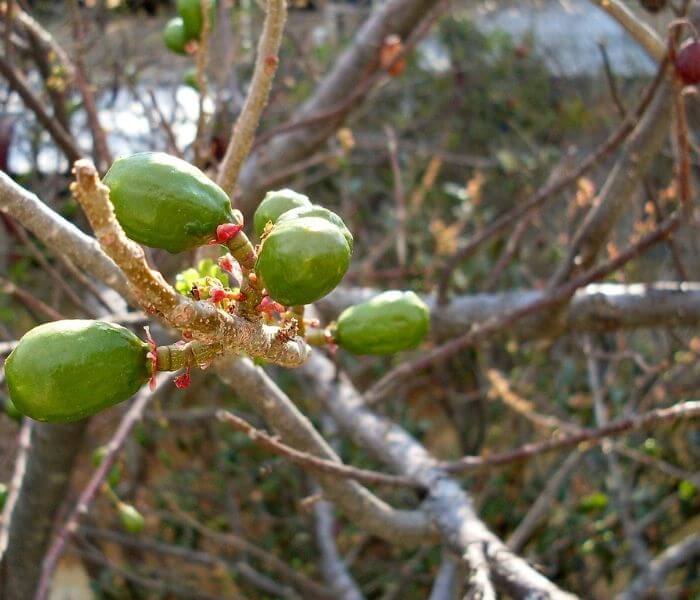 fruits with green skin