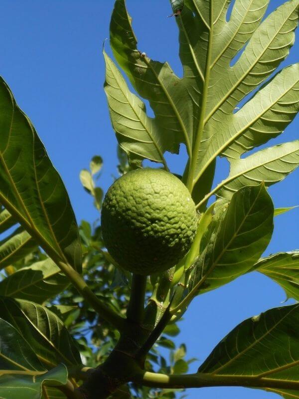 green big fruit