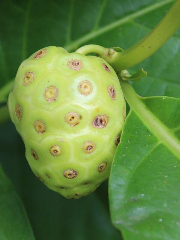 small green colored fruits 