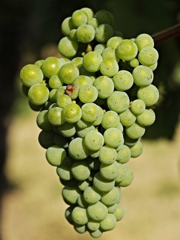 green colored fruit