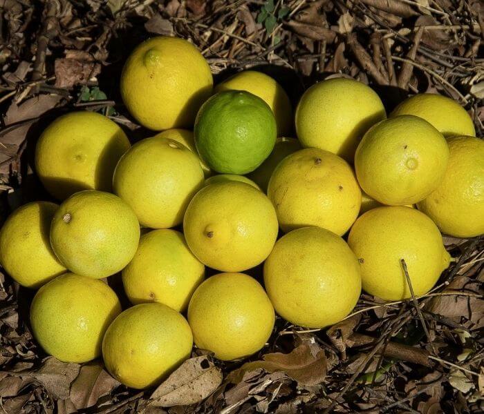 green round fruit on tree