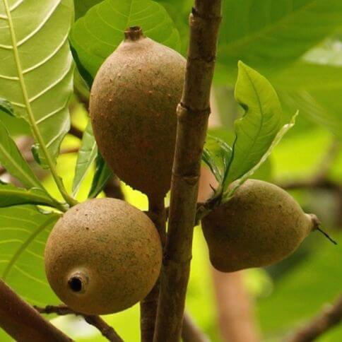 jagua fruit