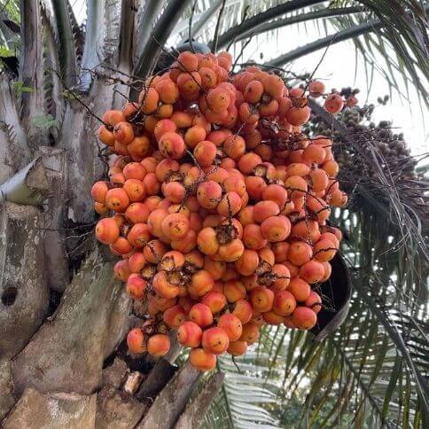 jelly palm fruit