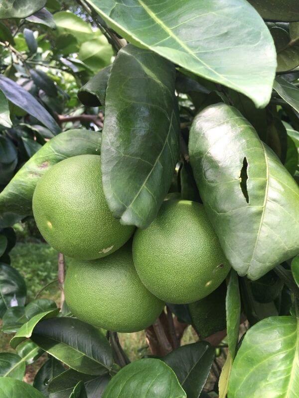 long green fruit with white inside