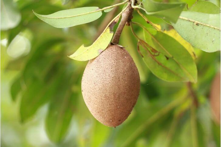 mamey sapote fruit