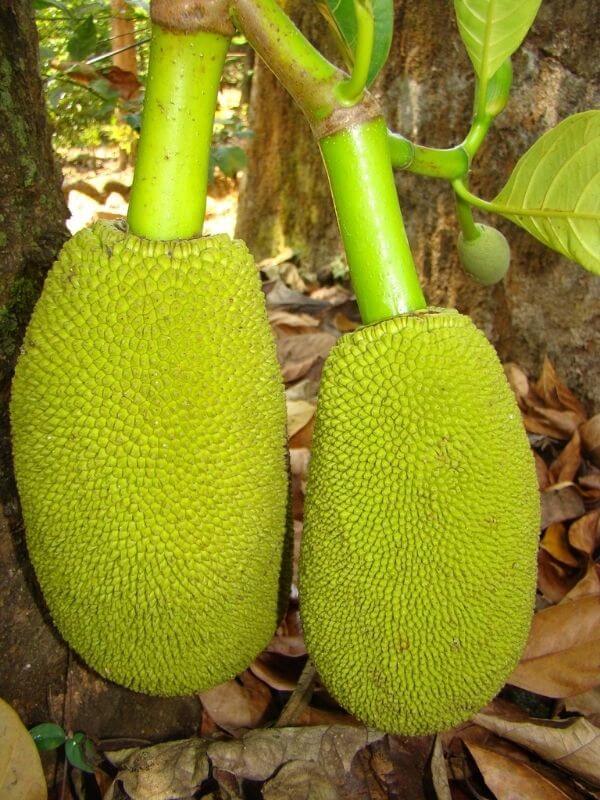 marang fruit 