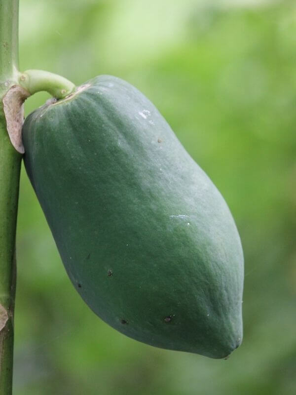 papaya fruit