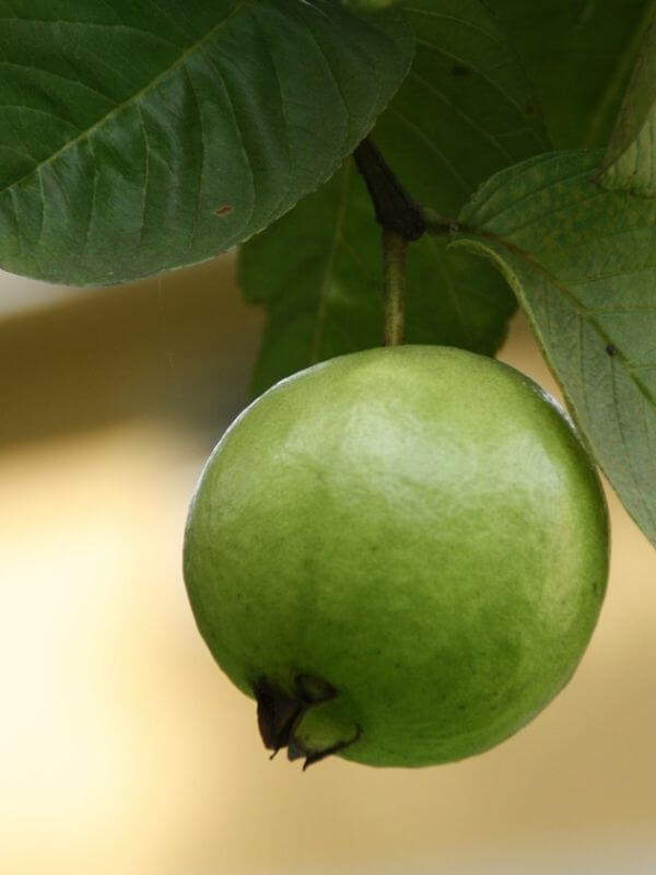 Small green round fruits