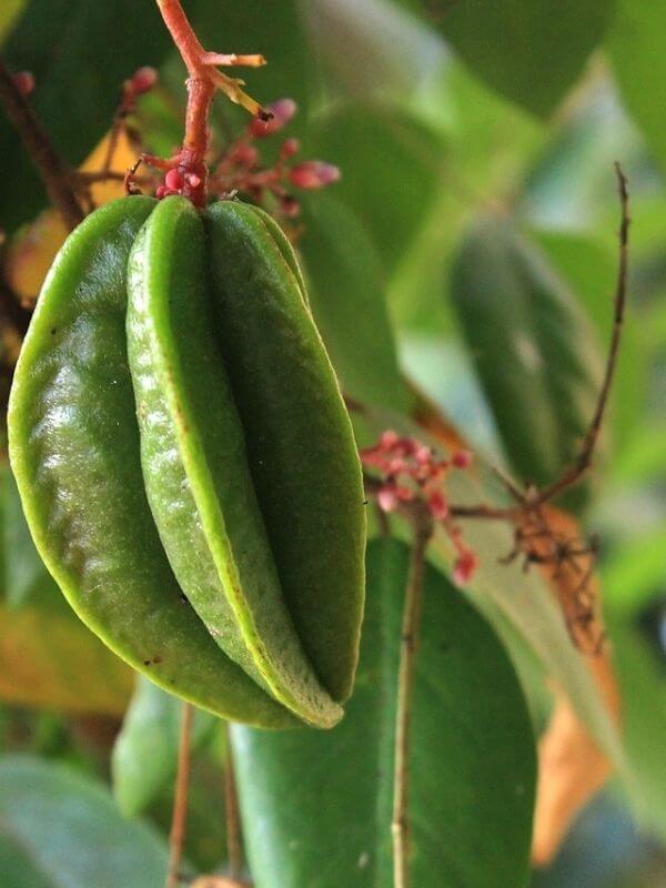 star fruit 