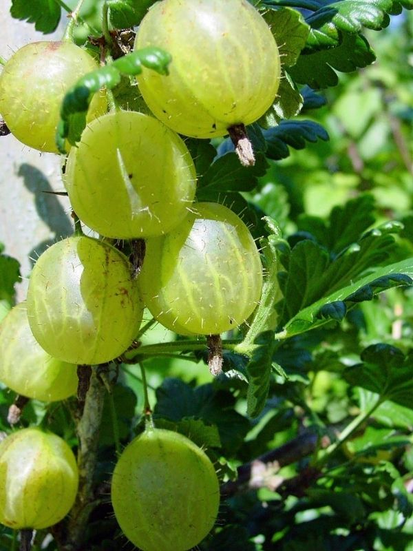 tropical fruit