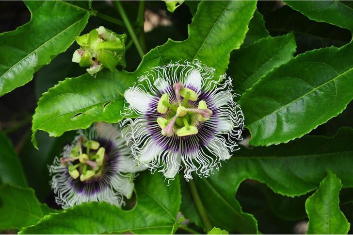 vine fruits