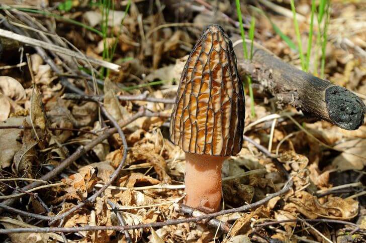 mushrooms in ohio