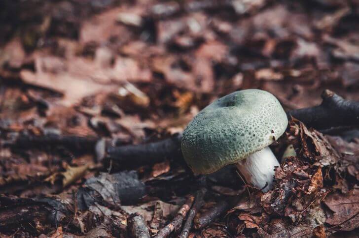 Blue green cracking russula