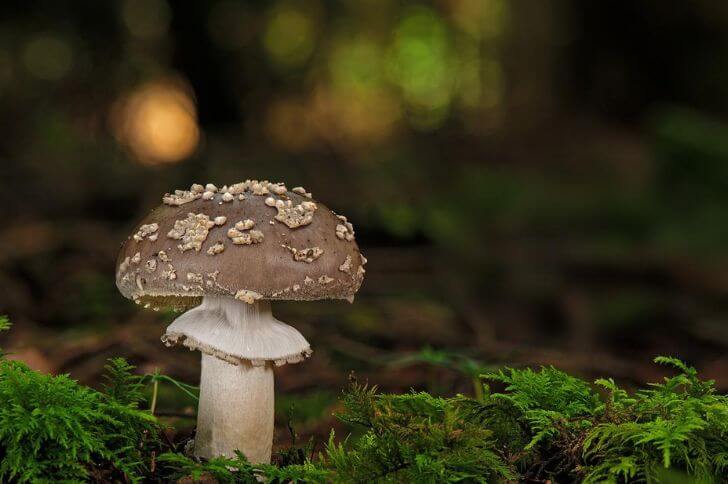 Blusher mushrooms